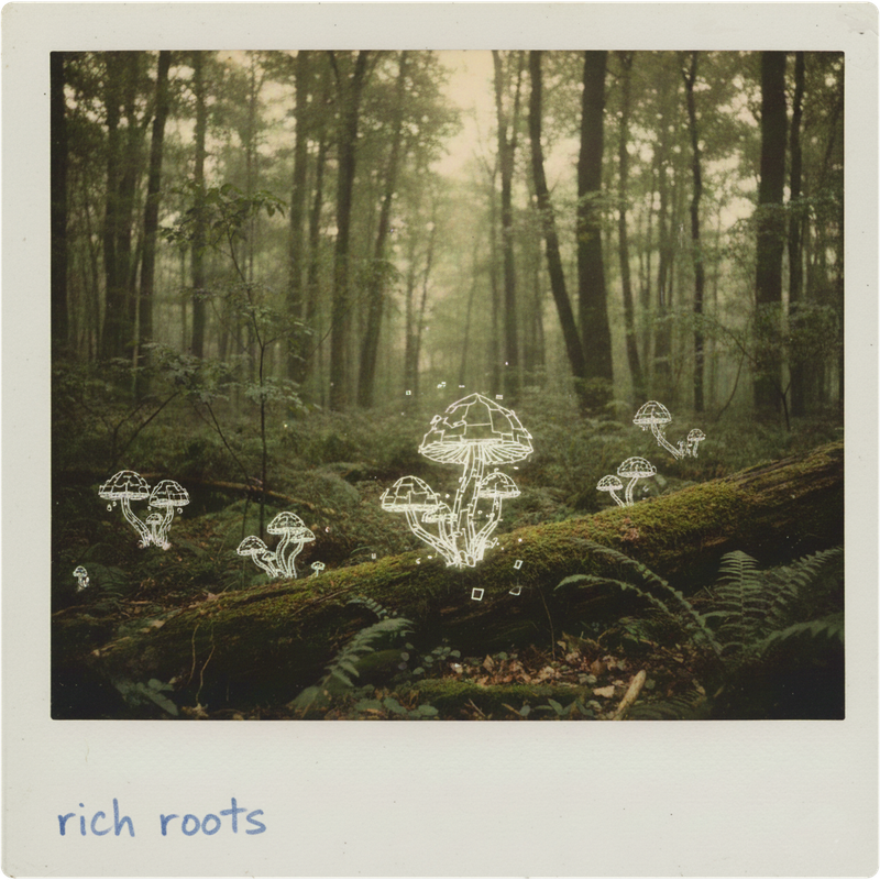 Digital fungi grow on the understory of a lush forest.